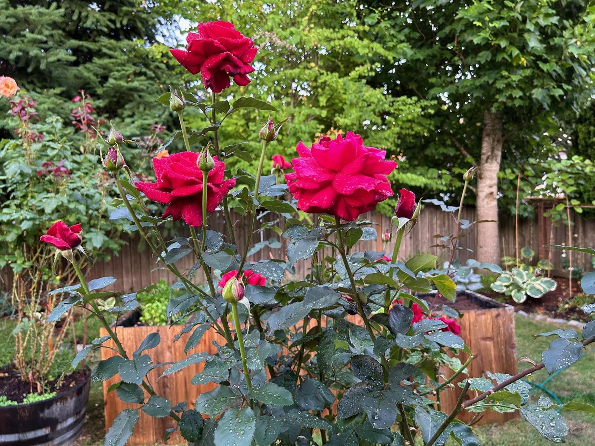North Nanaimo Gem - Garden-View Room With Private Ensuite Ngoại thất bức ảnh